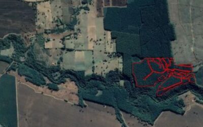 Estudio de TerraNIS analiza impacto de incendios forestales en el Biobío