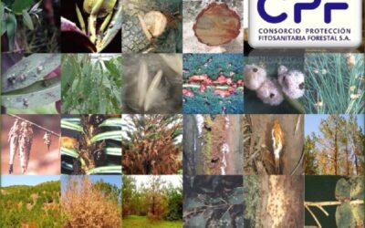 CPF: 30 años de manejo integrado de plagas forestales
