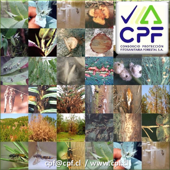 CPF Plagas
