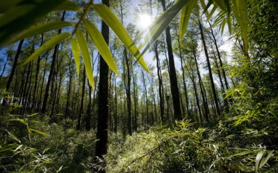 Panel 3: Plantaciones y Bosque Nativo: ¿Protección o Competencia?