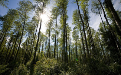¿Abandono, Restauración o Manejo?: El Dilema del Bosque Nativo en el Modelo Forestal Chileno